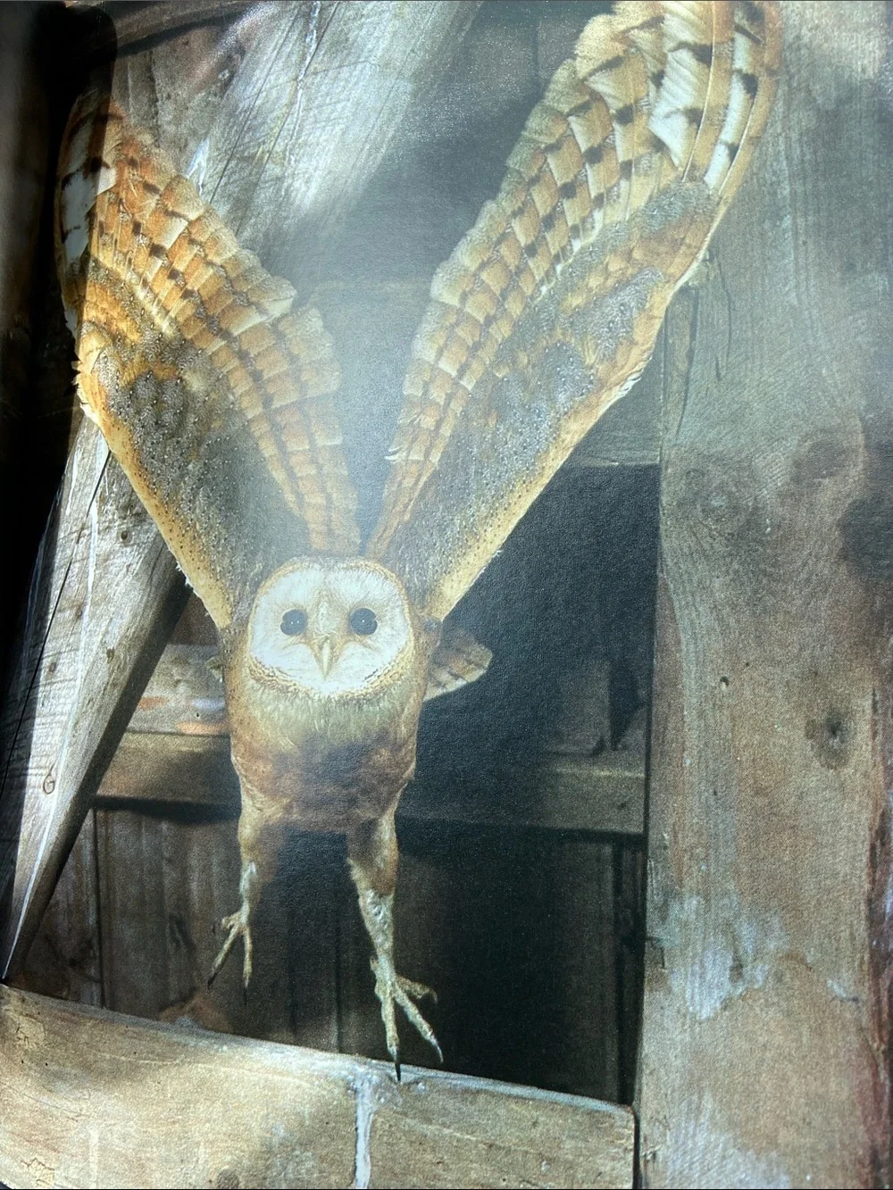 Bird birds Audubon Living World of Audubon art photography book Nature wildlife
